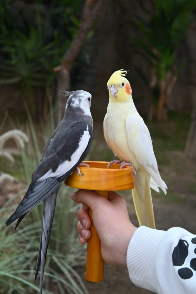 duas calopsitas no parque