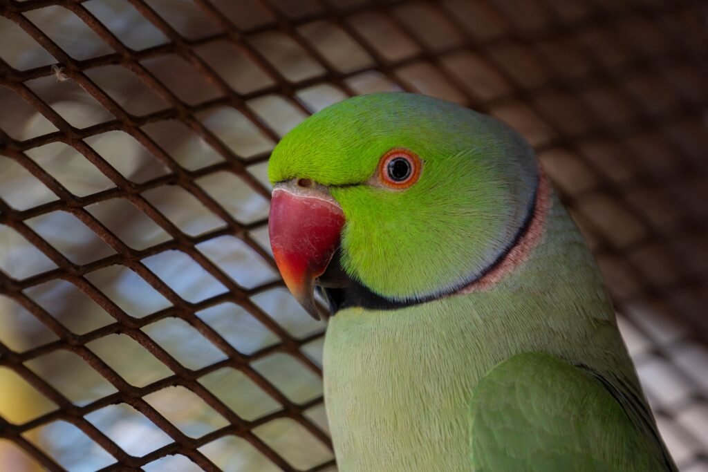 Lindo ringneck verde