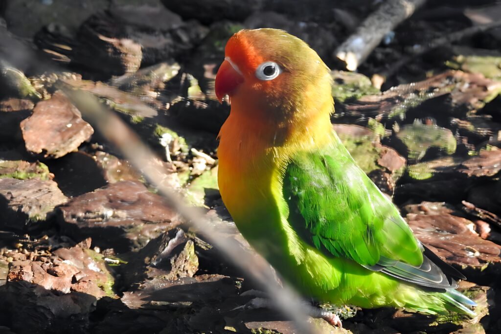 agapornis-no-ambiente