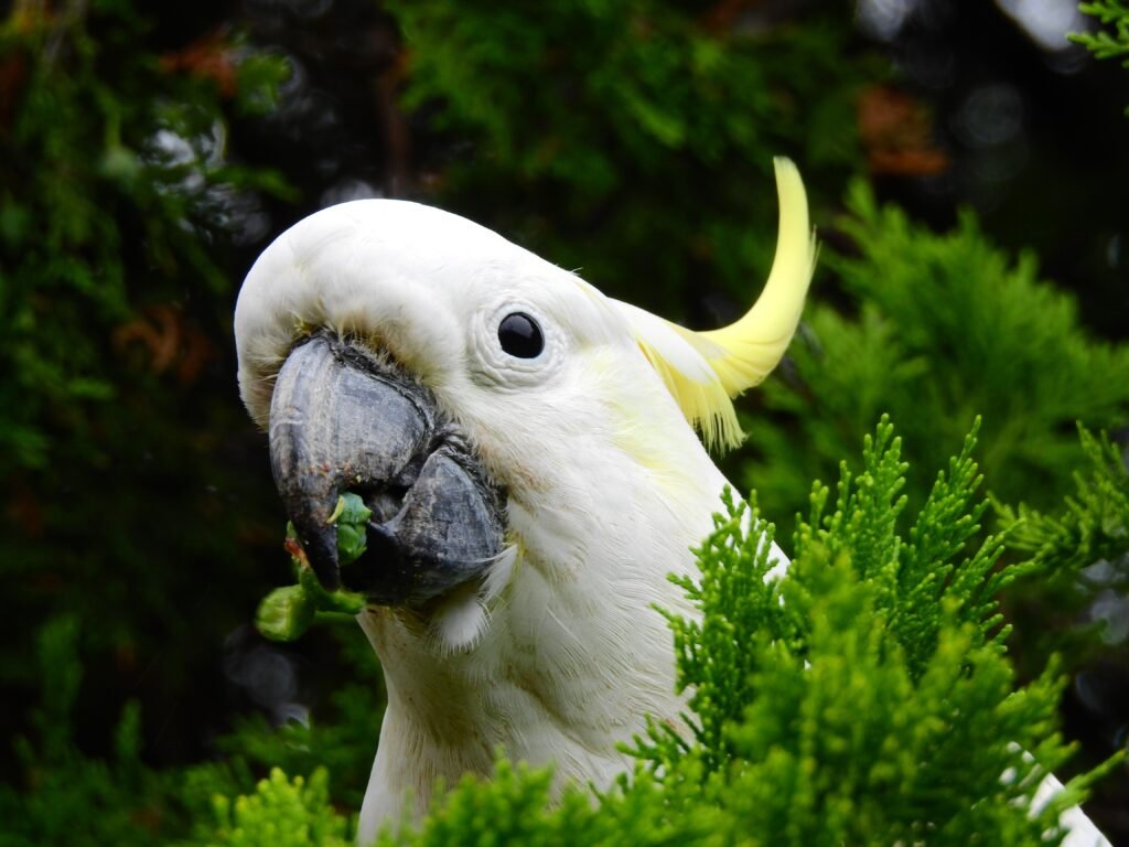 Cacatua comendo salada