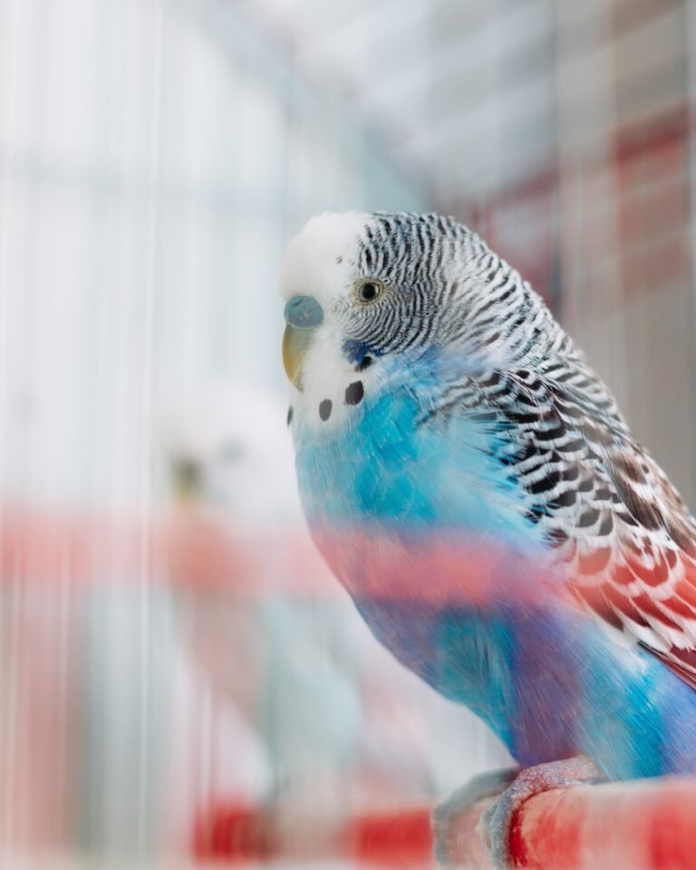 periquito azul