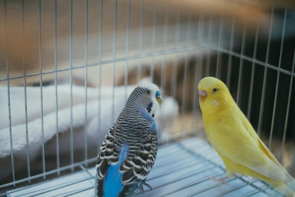 casal de periquitos no viveiro