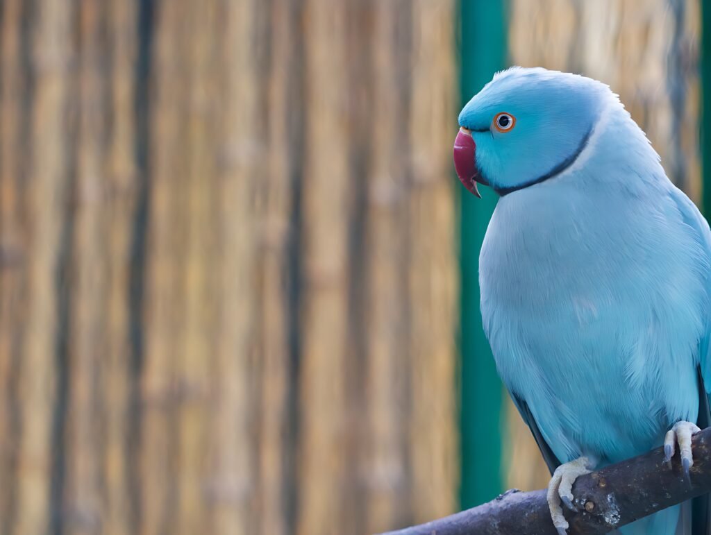 ringneck-azul