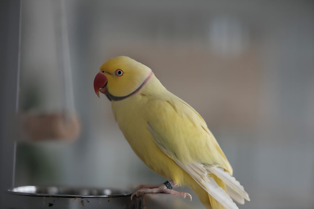 ringneck amarelo