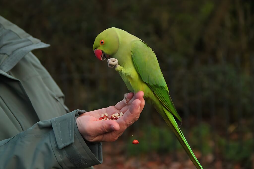 Ringneck verde