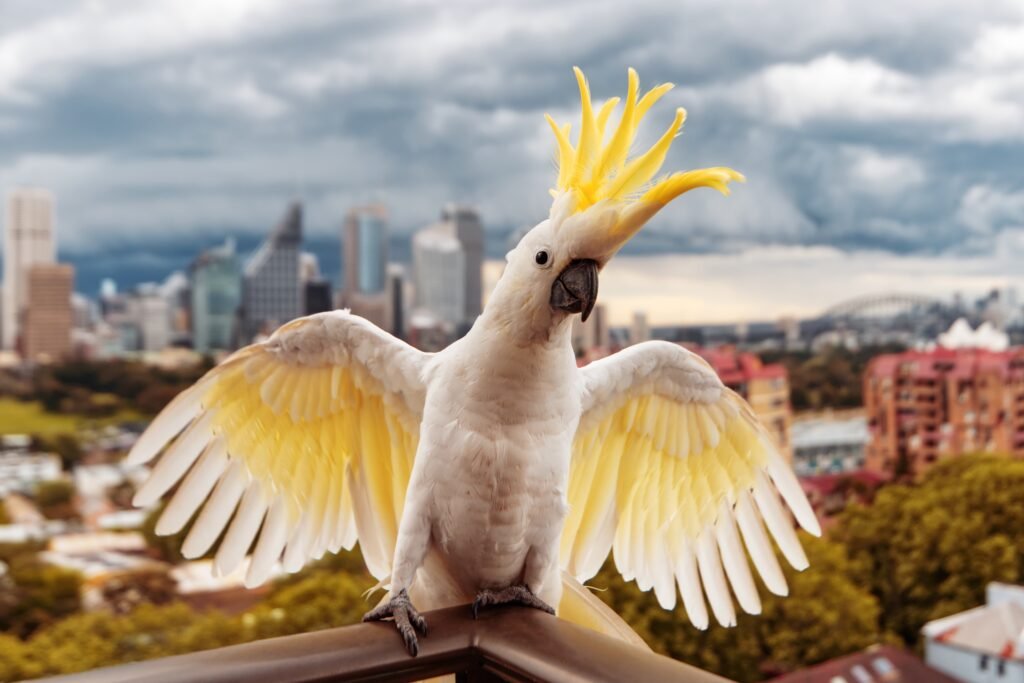 Cacatua feliz