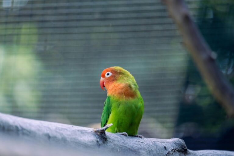 agapornis colorido