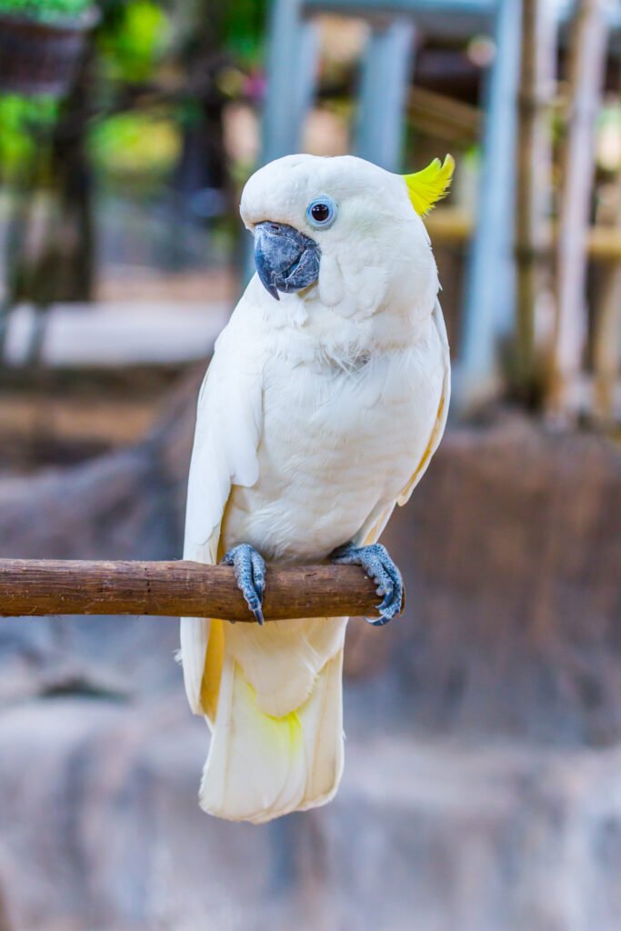 cacatua branca