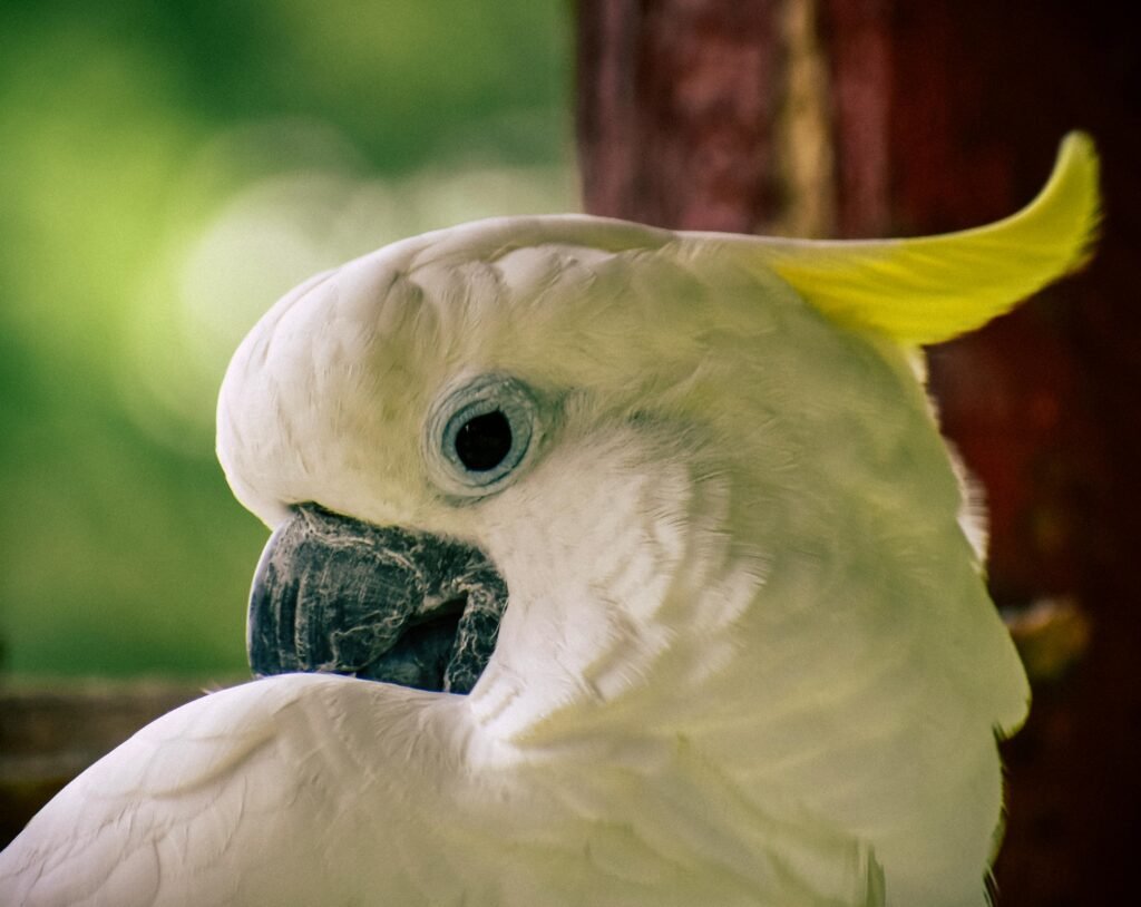 cacatua close