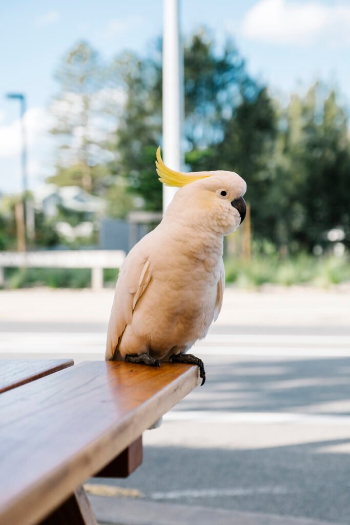 cacatua branca