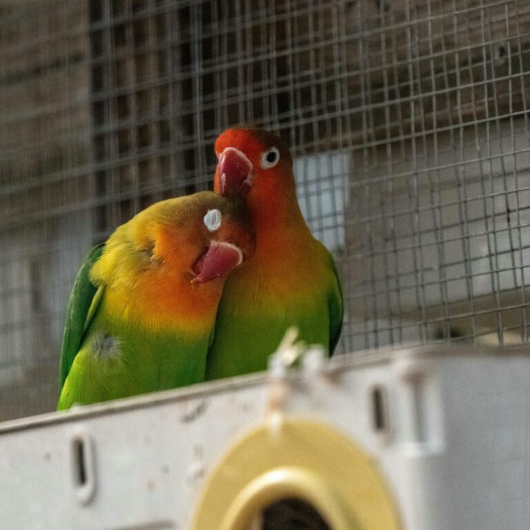 Os Agapornis Cantam? Descubra Tudo Sobre Seus Sons