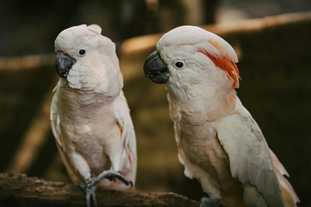 casal-cacatuas