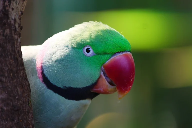 ringneck-verde-fotogenico