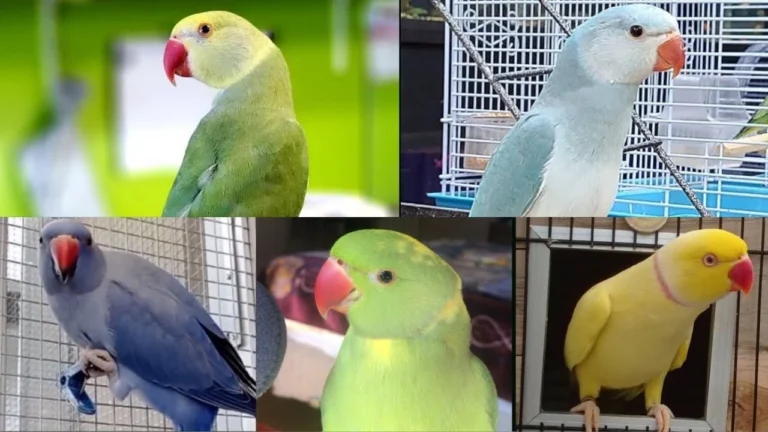 ringnecks-coloridos