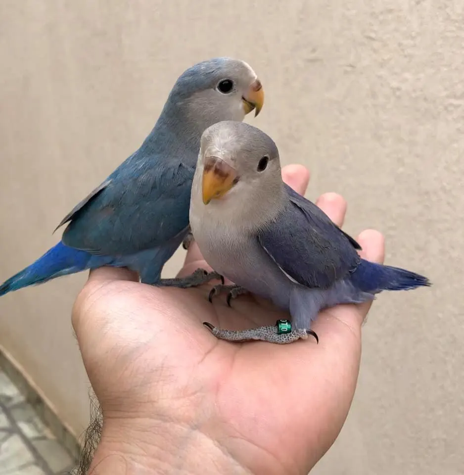 agapornis-manso