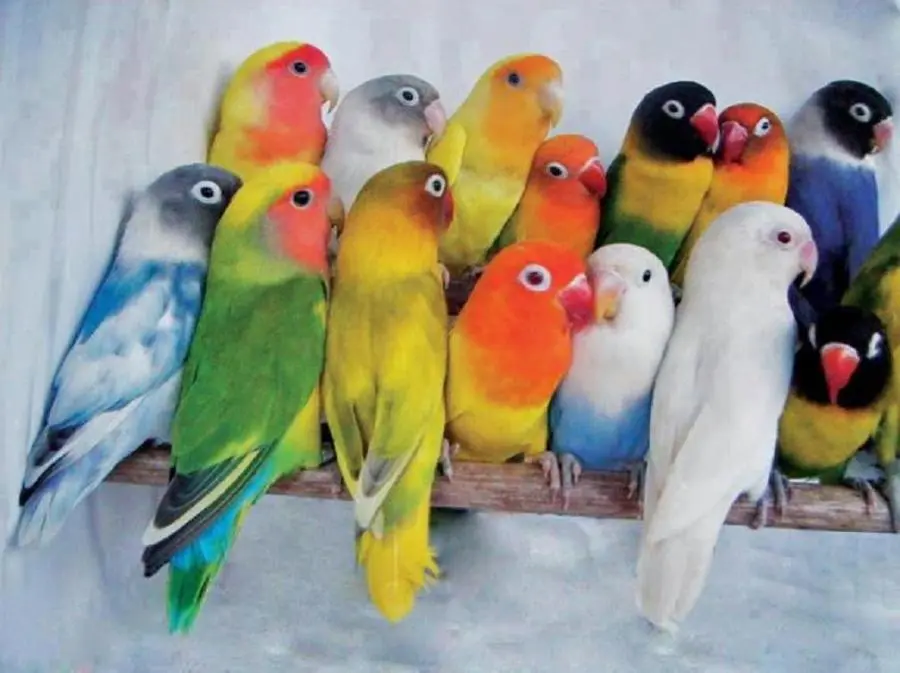 agapornis-coloridos