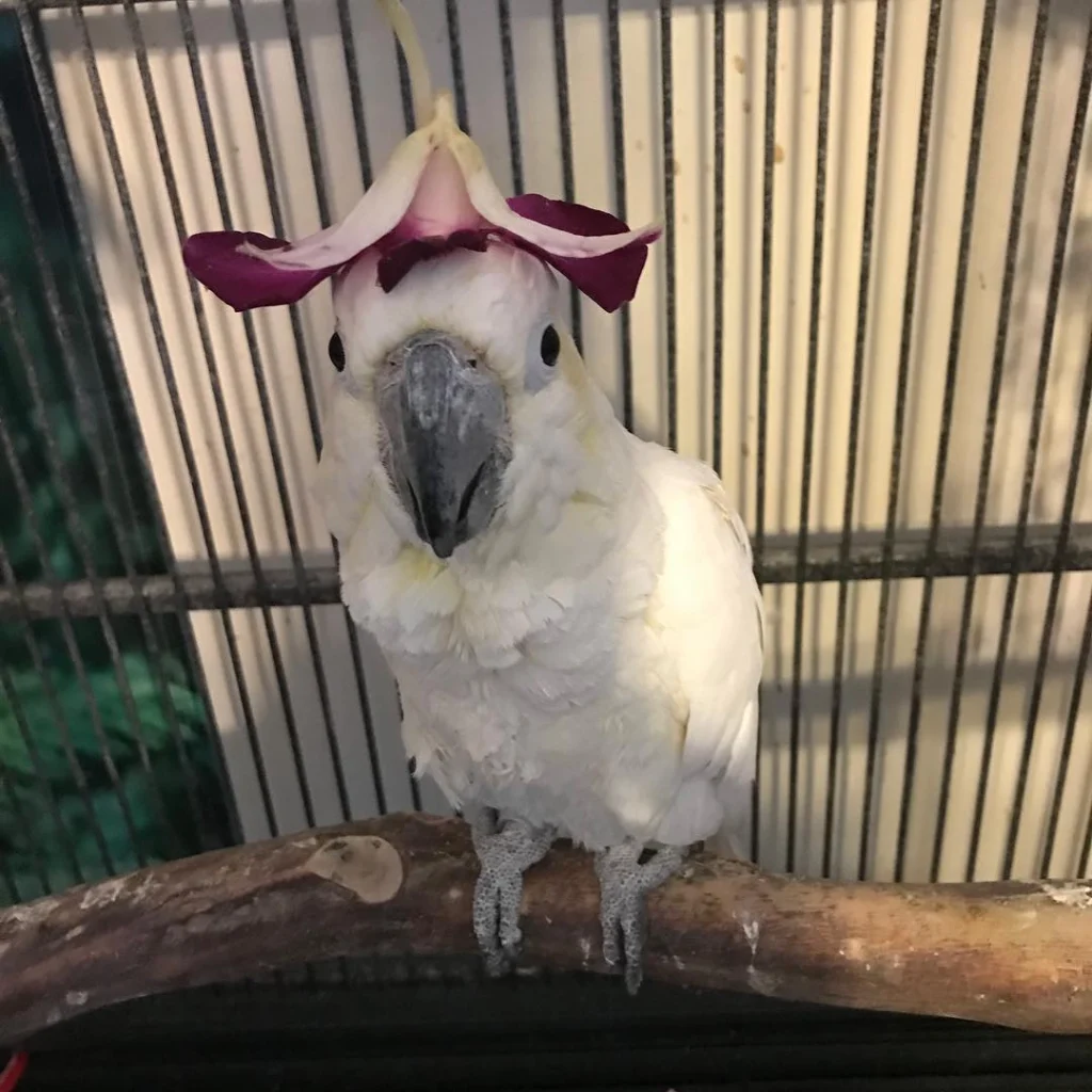 cacatua-calma